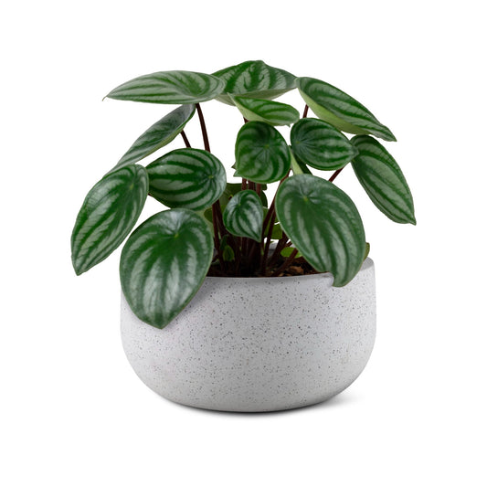 Peperomia plant