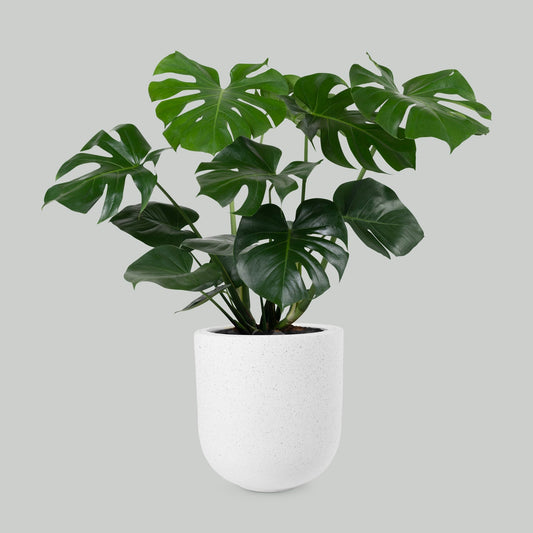 Monstera deliciosa plant