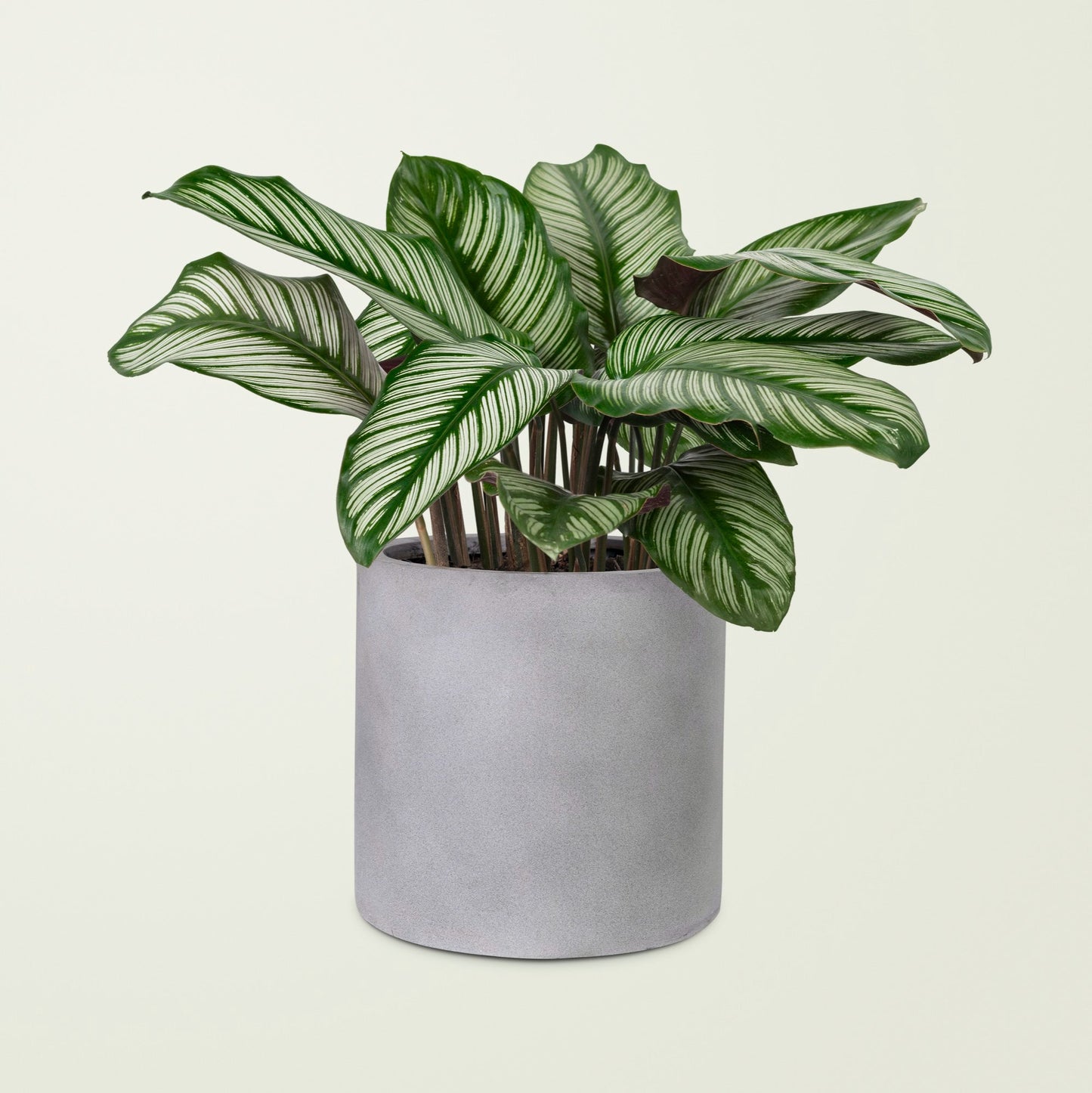 Calathea plant