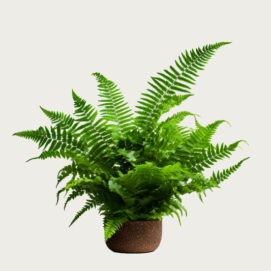 Boston Fern Nephrolepis Exultate plant