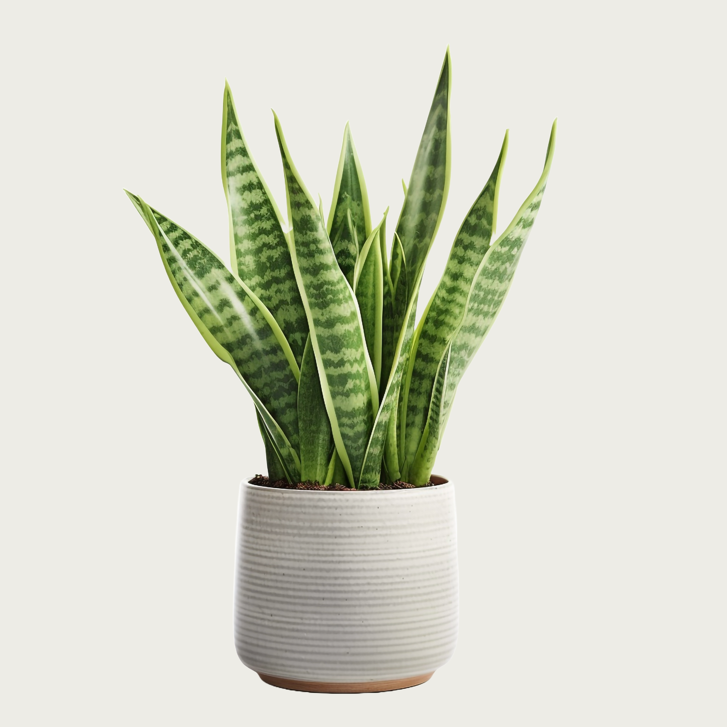 Snake Plant Sansevieria Trifasciata plant