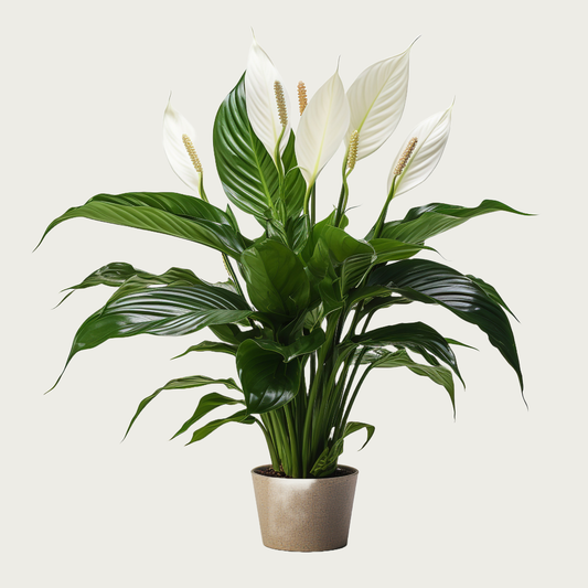 Peace Lily Spathiphyllum Wallisii flower